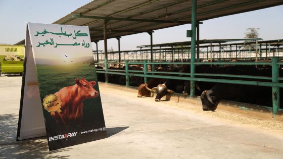 سعر صك الأضحية مصر الخير 2025 وكيفية الدفع