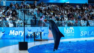 حجز تذاكر بوليفارد دولفيناريوم